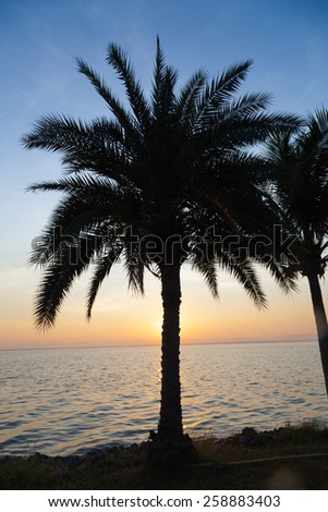 Palm trees, lake in the morning. The sun was rising slowly