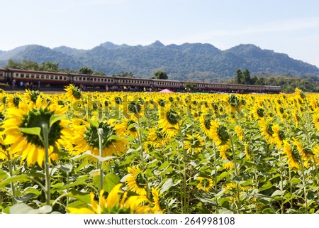 Sunflower fields and trails with a train. The mountain in the back of the rail line.
