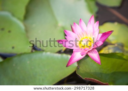 Lotus bloom in the garden. Lotus flower with yellow stamens fragrant.