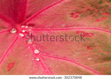 Macro water droplets on leaves.Small drops of water on red leaf.