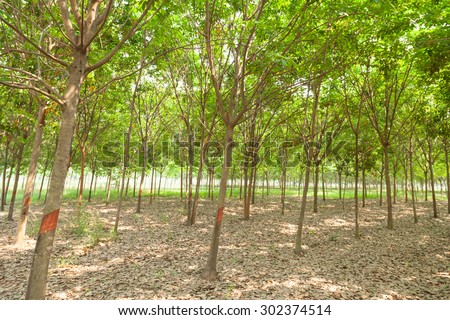 Plantation rubber. rubber trees cultivated in rows of rubber trees in plantation agriculture.