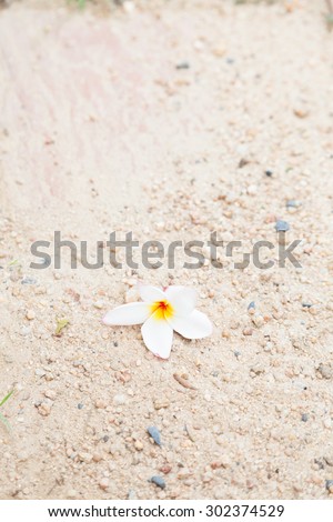 Flower fall on the sand. White flowers that fall from the tree on the sand.