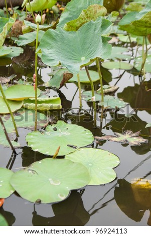 Lotus leaf, lotus leaf, lotus in the lake with intensively. In the garden, lotus plant for sale