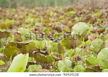 Lotus leaf, lotus leaf, lotus in the lake with intensively. In the garden, lotus plant for sale