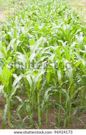 Corn for the corn crop in the garden. Land use in agriculture.