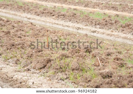Conversion of arable land for agriculture. The area is planted to trade.