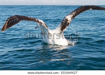 Huge King Albatross getting up to speed for take-off off the coast of Kaikoura, New Zealand