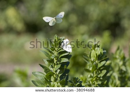 White butterflies playing around a funny green flower in a garden environment