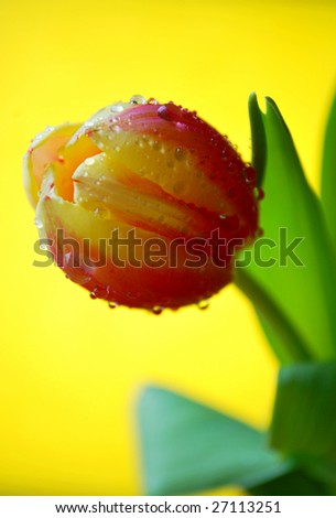 Single tulip with a yellow background