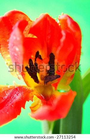 Single tulip with a green background