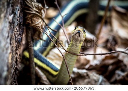 Garder Snake at Attention Showing Split Tongue