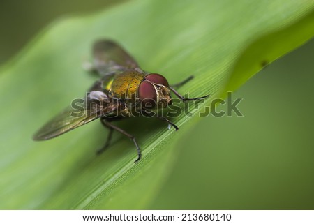 fly eyes bug
