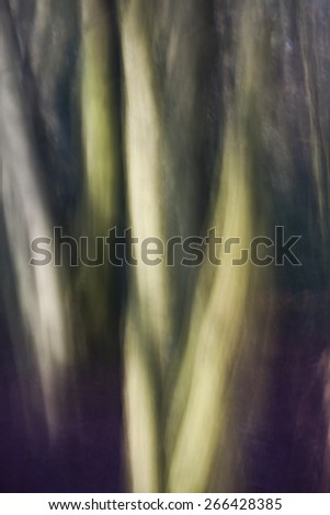 Morning forest in light impression. Color digital photograph. The natural lighting phenomena.