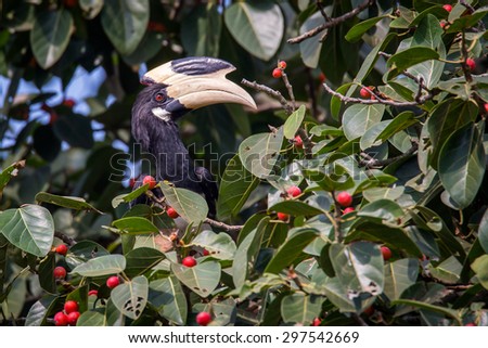 Malabar pied hornbill on ficus tree