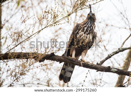 Crested hawk eagle