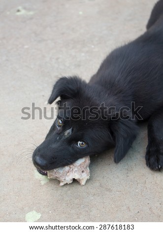 a black dog is eating a bone