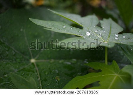 close up of water drop on leave