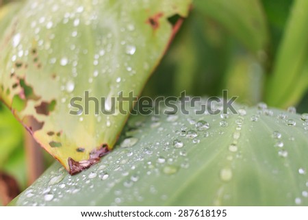 close up of water drop on leave