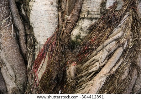 close up texture of root