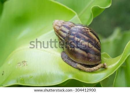 snail is the stool on leave in nature