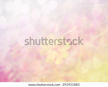 Cosmos flower, Blooming cosmos flowers , with gragient filter effect