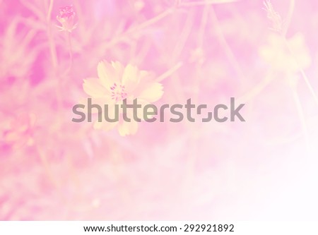Cosmos flower, Blooming cosmos flowers , with gragient filter effect
