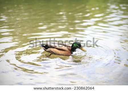 Goose swimming in a pond. Swimming in a pond, the goose is making out ripples.