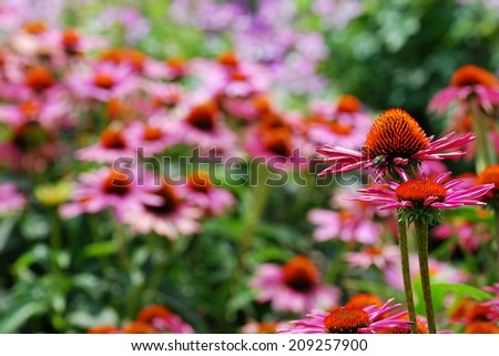 Never Ending Field of Pink and Orange Echinacea