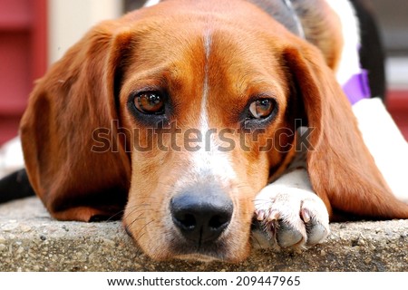 Sad Puppy (Beagle) Enjoys the Warmth of His Front Porch