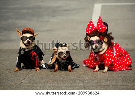 Three Fashionable Dogs (Chihuahuas) Pose for Photographers