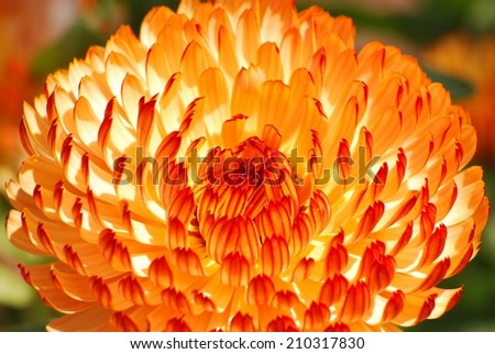 A Circle of Fiery Petals against a Blurry Background of Green