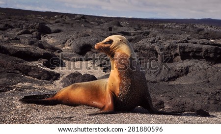 Sea lion posing for the camera