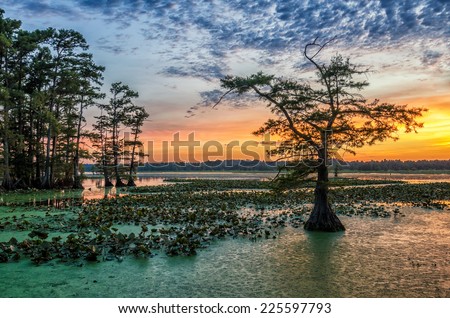 Sunset over Bald Cypress from Grassy Island on Reelfoot Lake National Wildlife Refuge in Tennessee.