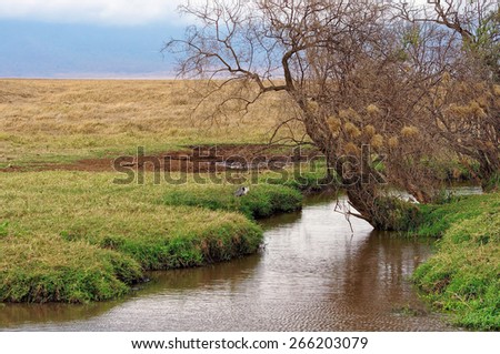 Water hole in Ngorongoro Conservation Area, Tanzania