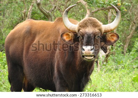A wild gaur in Indian Safari. Gaur is a large bovine native to South Asia and Southeast Asia.