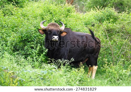 A wild gaur in Indian Safari. Gaur is a large bovine native to South Asia and Southeast Asia.