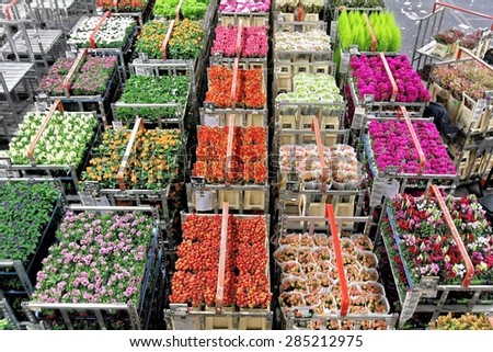AALSMEER, NETHERLANDS - JUNE 6, 2011: Carts of various variety of flowers staging at Aalsmeer FloraHolland