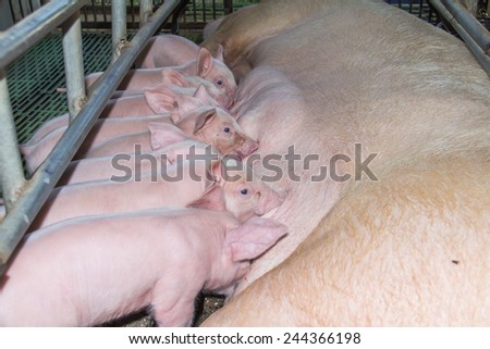 Newborn pigs fed breast milk from mothers.