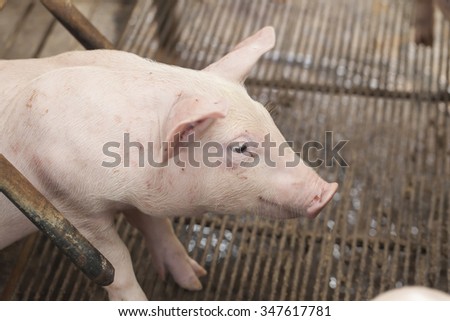 Little Pig is a pig feeding