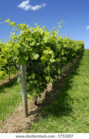 Vines Growing In A Vineyard On A Hill Side