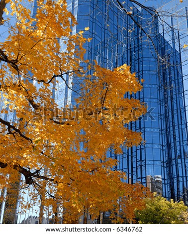 Bright Yellow And Orange Fall Colors In The City