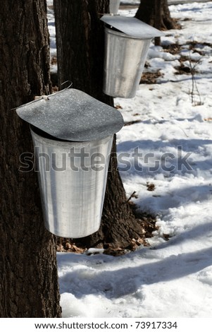 Ascent Of Sap. sap small wooden spout,