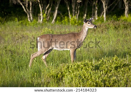 Deer looking to be sure its safe