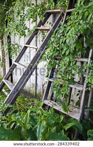 Old Ladder leaning against Old Building, Weeds