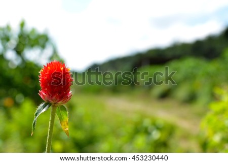 Globe amaranth Flower. In Neptal, the flower is used to make a garland for Brother\'s Day and In Thailand, the flower is used to make a tray with pedestal for Teacher\'s Day