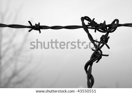 Barbed wire in black and white. Symbol of danger.