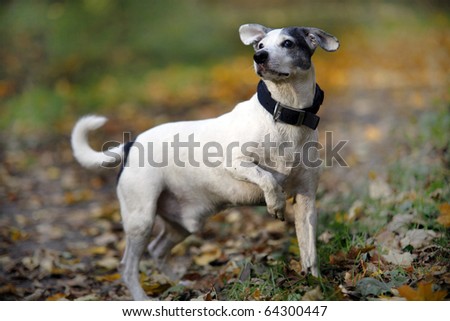 Cute doggy - autumn scene