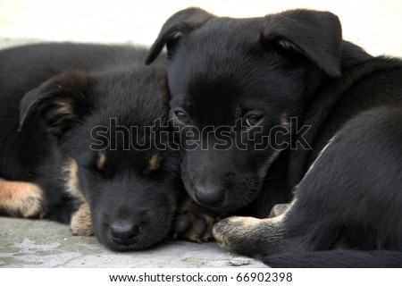 Pictures Of Cute Puppies Sleeping. stock photo : Cute puppies