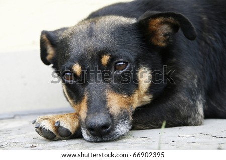 Cute black doggy lying on the ground - outdoor picture
