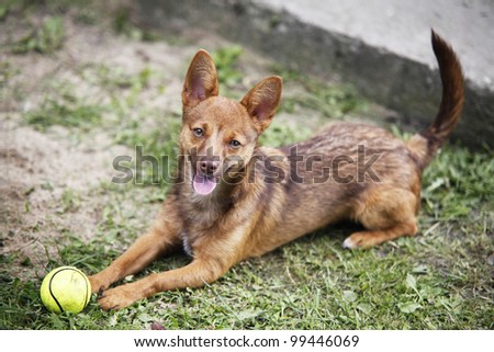Cute red-haired doggy playing with a ball - outdoor scene